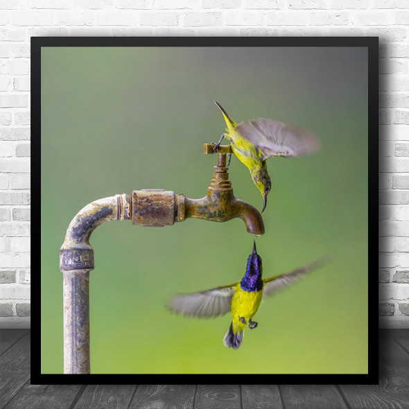 The Last Drop Tap Water Birds Flying Square Wall Art Print