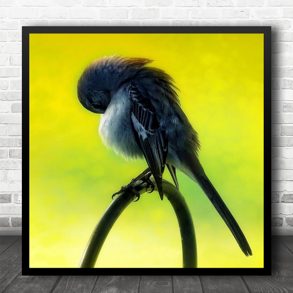 Birds Blue jays Winter Beak Tucked Square Wall Art Print