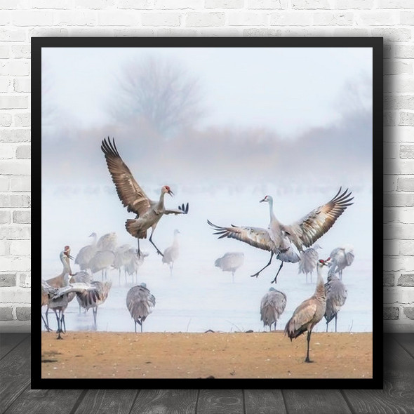 Morning Dance Flying Birds Nature Square Wall Art Print