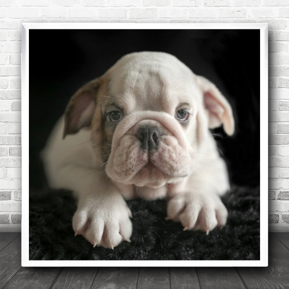 Puppy Bulldog Cute Close Up Paws Square Wall Art Print