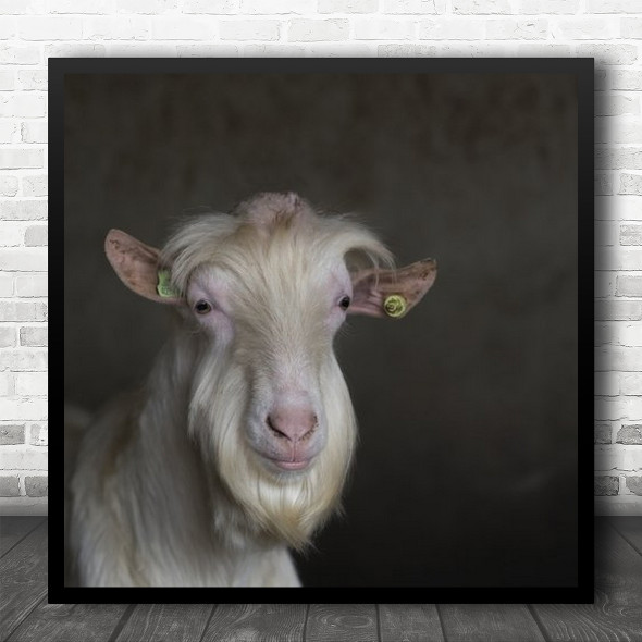 Bearded Goat Smile Close Up Square Wall Art Print