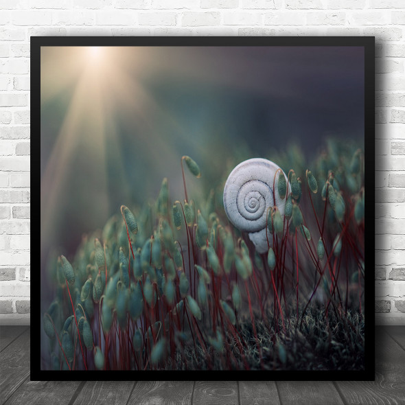 Shell Snail Spiral Nautilus Macro Sun Bokeh Sunrays Light Rays Square Wall Art Print