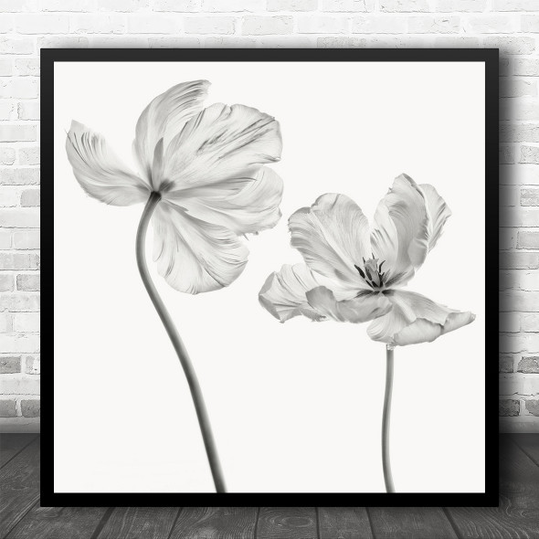 Tulip Flower High-Key Flowers Macro Still Life Black And White Square Wall Art Print