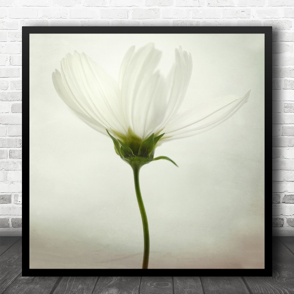 White Bright Flower Still Life High-Key Gentle Delicate Cosmos Square Wall Art Print