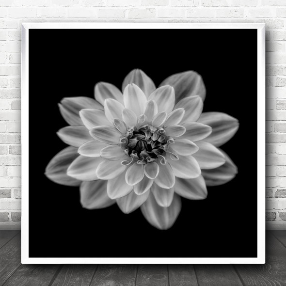 Flower Monochrome Dahlia Still Life Dark Low-Key Flora Floral Square Wall Art Print