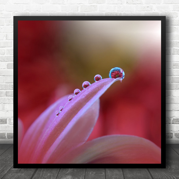 Macro Closeup Drop Water Flower Reflection Bokeh Pink Petals Square Wall Art Print