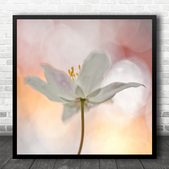 Bokeh Flower Delicate Soft Macro Gentle Pastel Colours Pink Square Wall Art Print