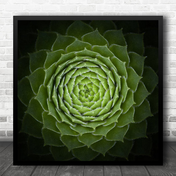 Green Macro Leaves Abstract Plant Hairs Patterns Succulent Square Wall Art Print