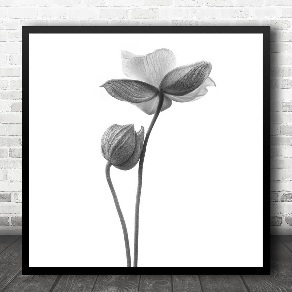 Flower Anemone Still Life High-Key Soft Simple Minimalism Square Wall Art Print