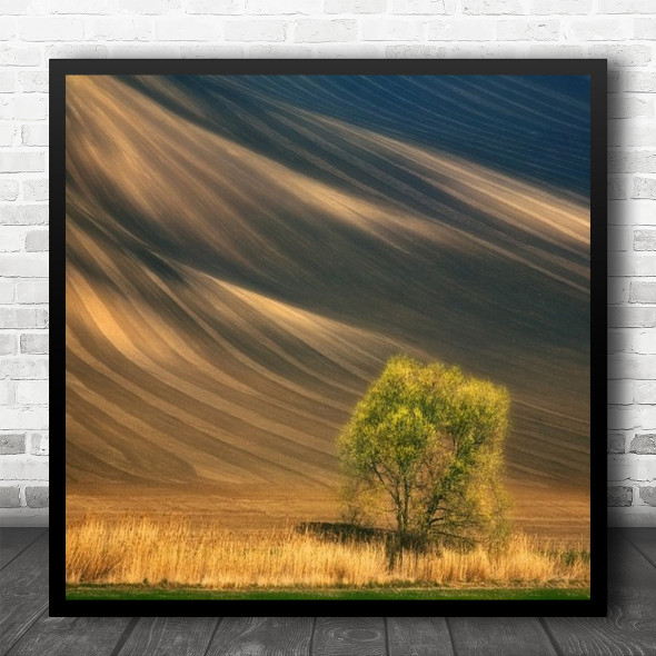 Slope Field Tree Lonely Golden Tuscany Landscape Light Shadow Square Wall Art Print