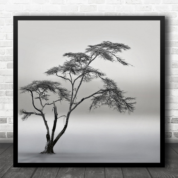 Tree Mist Naivasha Kenya Africa Savannah Landscape Lonely Fog Square Wall Art Print