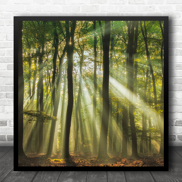 Landscape Summer Forest Woods Light Sunlight Trees Tree Tall Square Wall Art Print