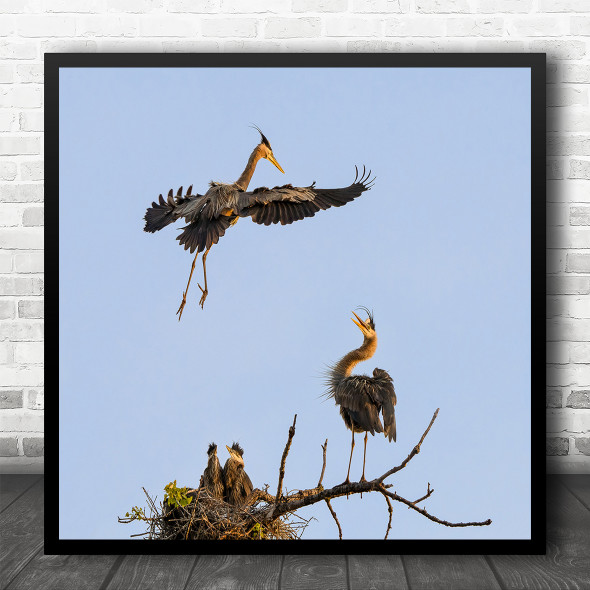 Heron Nest Birds Baby Herons Babies Branch Family Wildlife Nature Square Print