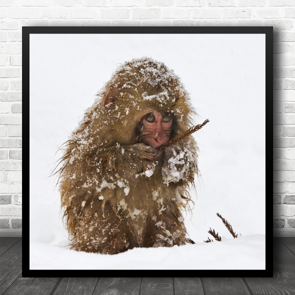 Wildlife Wild Snow Ice Monkey Winter Eating Animal Animals Eyes Square Art Print