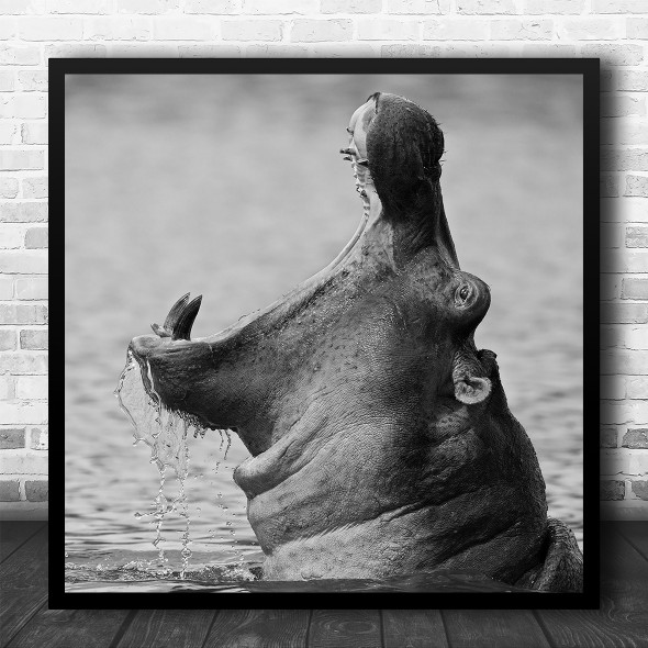 Hippo Hippopotamus Mouth Pool Water Ngorongoro Tanzania Africa Square Art Print