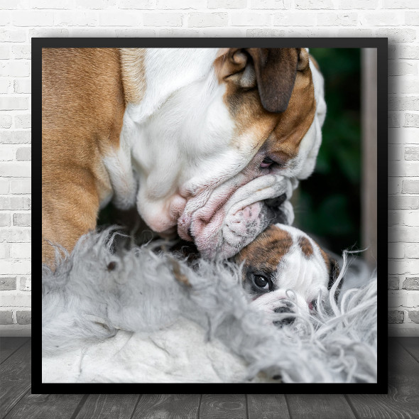 Tender Tenderness Puppy Dog Dogs Pet Pets Eye Cute Animal Square Wall Art Print