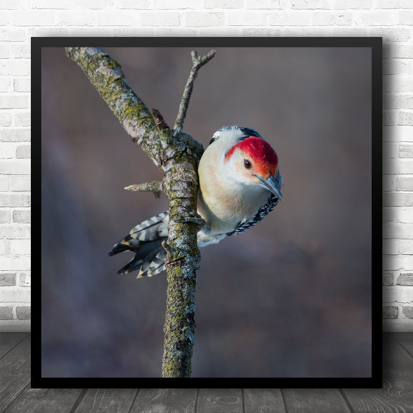 Woodpecker Nature Wildlife Close-Up Bokeh Perched Red Top Square Wall Art Print