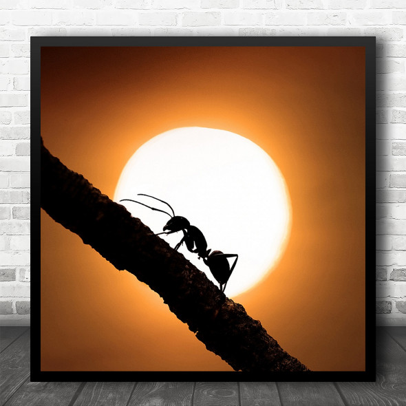 Macro Sun Ant Insect Insects Stick Tree Brown Light Wild Square Wall Art Print