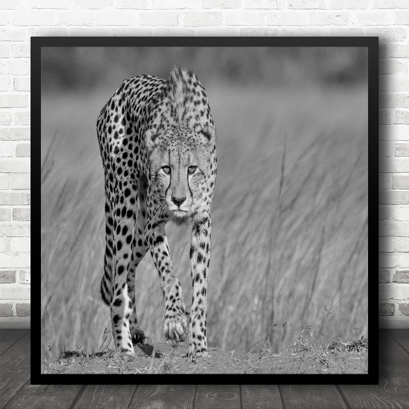 Cheetah Stalk Africa Safari B&W Savannah Grass Wildlife Wild Square Art Print