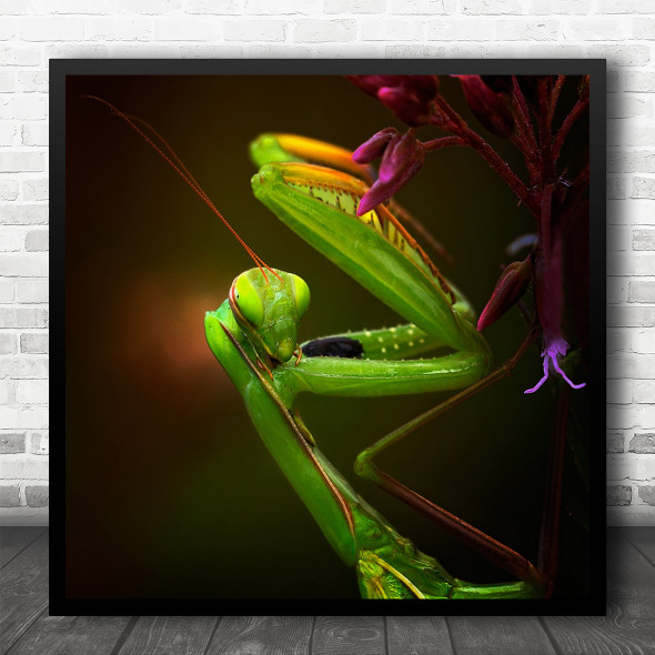 Macro Flower Nature Insect Mantis Bug Eyes Antenna Legs Wild Square Art Print