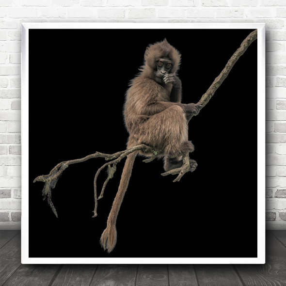Ethiopia Monkey Africa Tree Monkeys Ape Dark Background Square Wall Art Print
