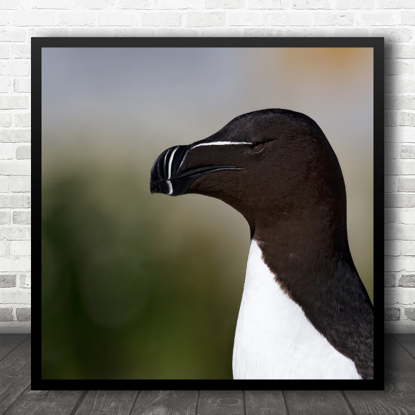 Razorbill Machiassealisland Razorbill Close Up Portrait Square Wall Art Print