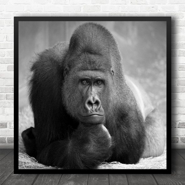 Animals Wildlife Wild Animal Chimpanzee B&W Black White The Square Art Print