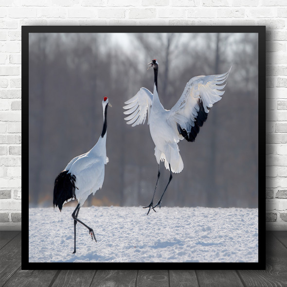 Wildlife Wild Nature Animal Animals Crane Cranes Bird Birds Square Art Print