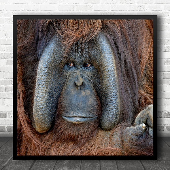 Orangutans Orangutan Animal Animals Face Apes Monkeys Square Wall Art Print