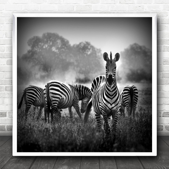 Zebra Animals Wildlife Nature Safari Black And White Square Wall Art Print