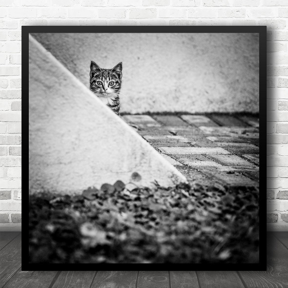 Cat Pets B&W Animal Kitten Cute Curious Street view Square Wall Art Print