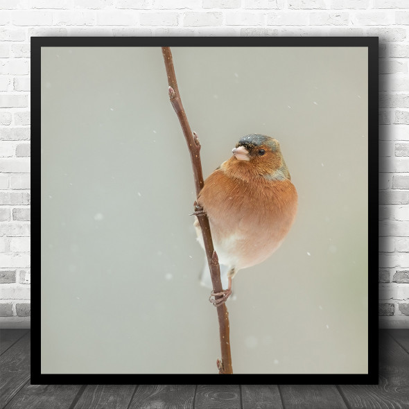 Winter Snowy Animal Animals Bird Birds Cold Branch Square Wall Art Print