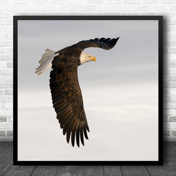 Eagle Mississippi River Animal Bald Wings Flight Square Wall Art Print