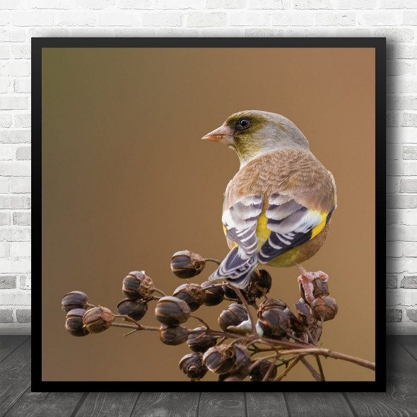 Wildlife Nature Bird On Branch Yellow Body Square Wall Art Print