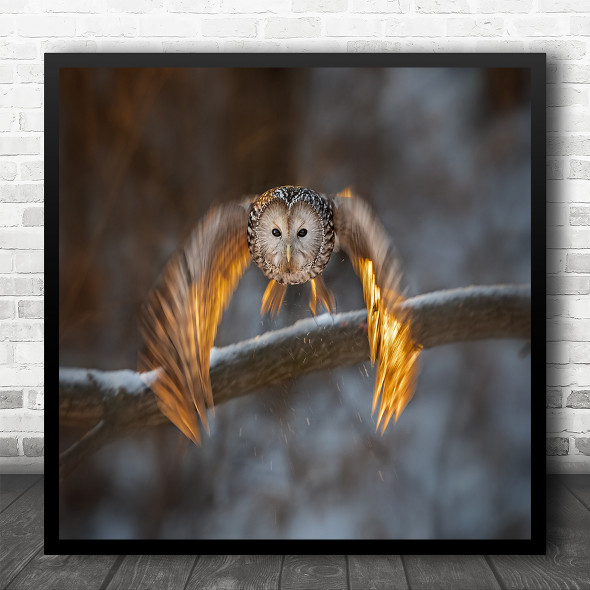 Wildlife Nature Flying Owl Winter Movement Square Wall Art Print