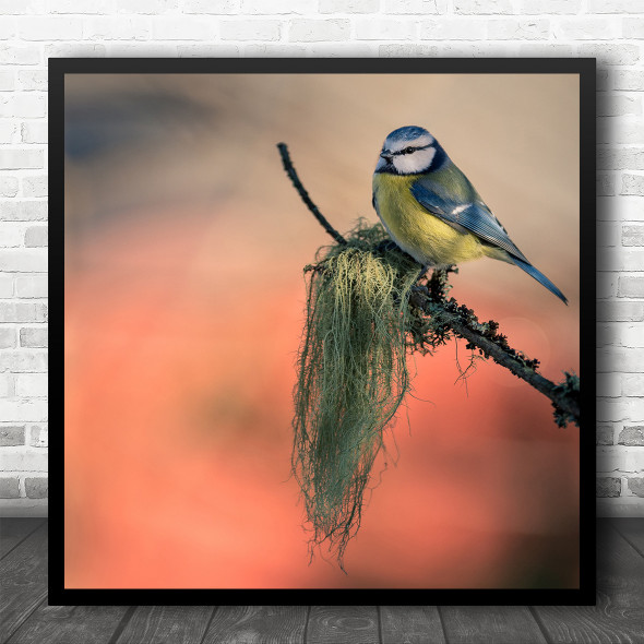 Blue Tit Nature Bird On Branch Wildlife Square Wall Art Print