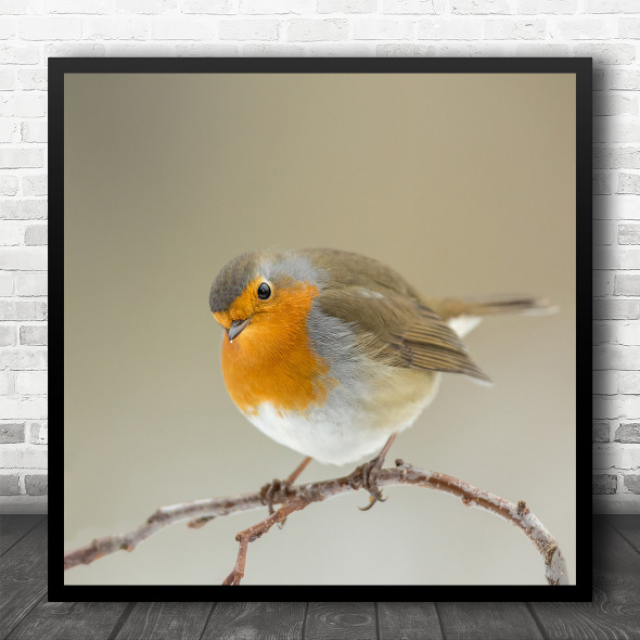 Animal Birds Branch Plain Background Square Wall Art Print