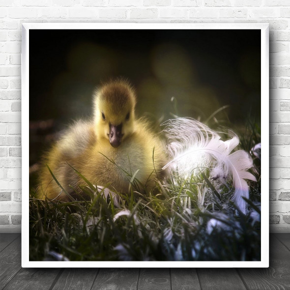 Animal Duckling Cute Feather Grass Square Wall Art Print