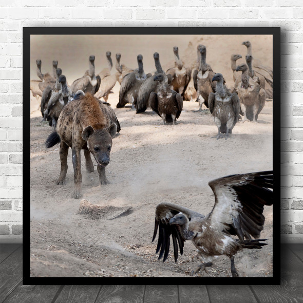 Hyena Wildlife Birds Rubbernecks Square Wall Art Print