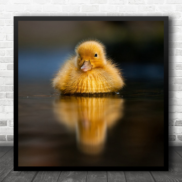 Close Up Baby Duckling On Water Square Wall Art Print