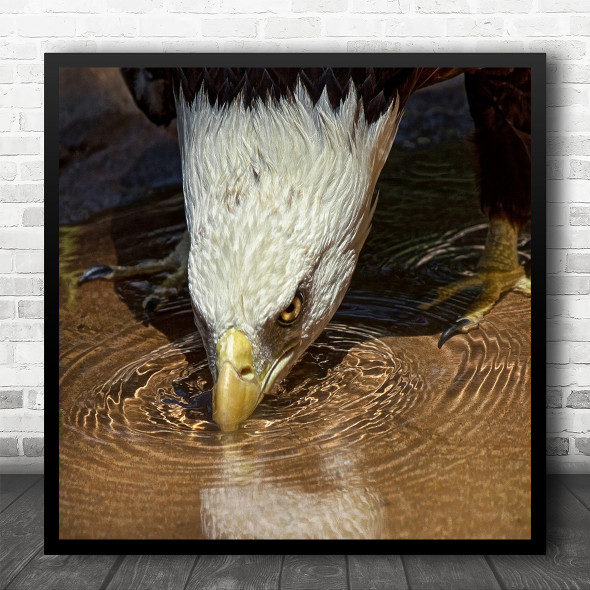Eagle Drink Lansing Bird Beak Square Wall Art Print