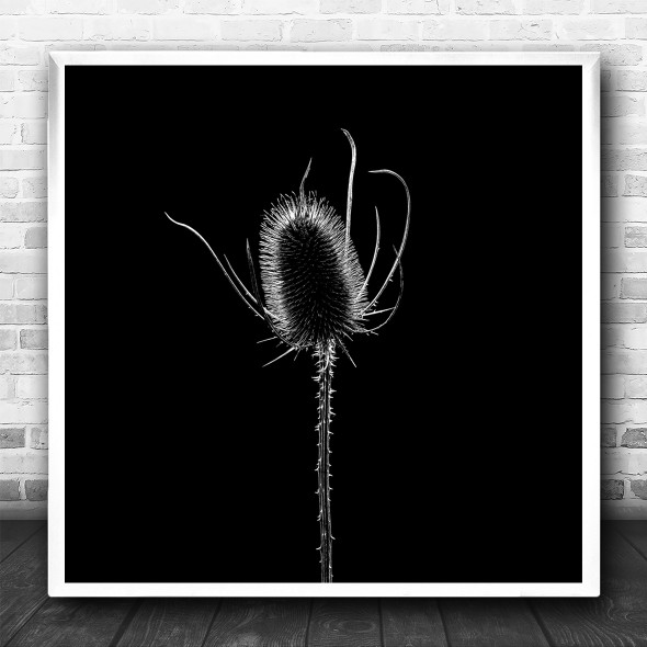 Still Life Bud Flower Flowers Flora Floral Contrast Backlight Square Art Print