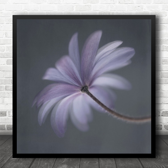 Anemone Flowers Petals Macro Soft Pastel Purple Square Wall Art Print