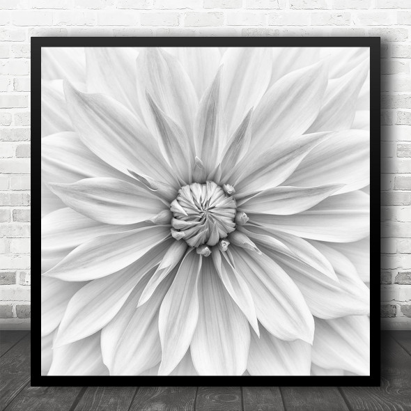 Dahlia Flower Monochrome Macro Close Up Y Square Wall Art Print