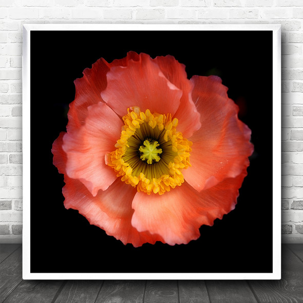 Poppy Flower Red Graphic Still Life Bloom Square Wall Art Print