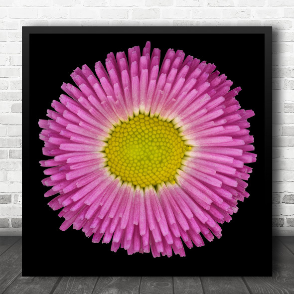 Bellis Flower Pink Close Up Macro Square Wall Art Print