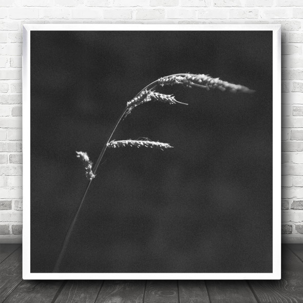 Black And White Wheat In The Wind Square Wall Art Print