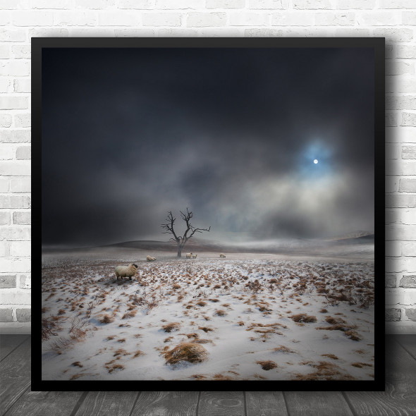 Landscape Sheep Winter Snow Cold Frozen Cattle Square Wall Art Print