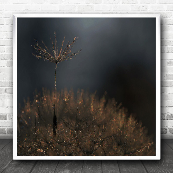 Dew Feather Tufts Dandelion Flower Wet Drops Square Wall Art Print