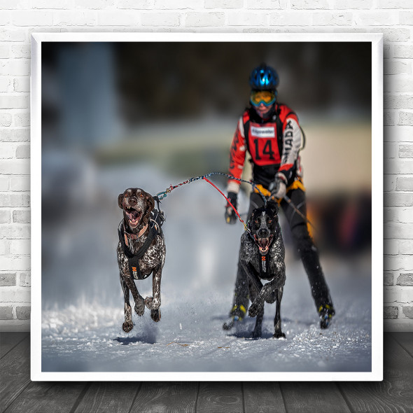 Team Work Dogs Skiing Sport Square Wall Art Print